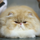 Image for article titled Your Cat's Face Is Fucked Up
